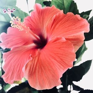 Meet your Posher, Elle